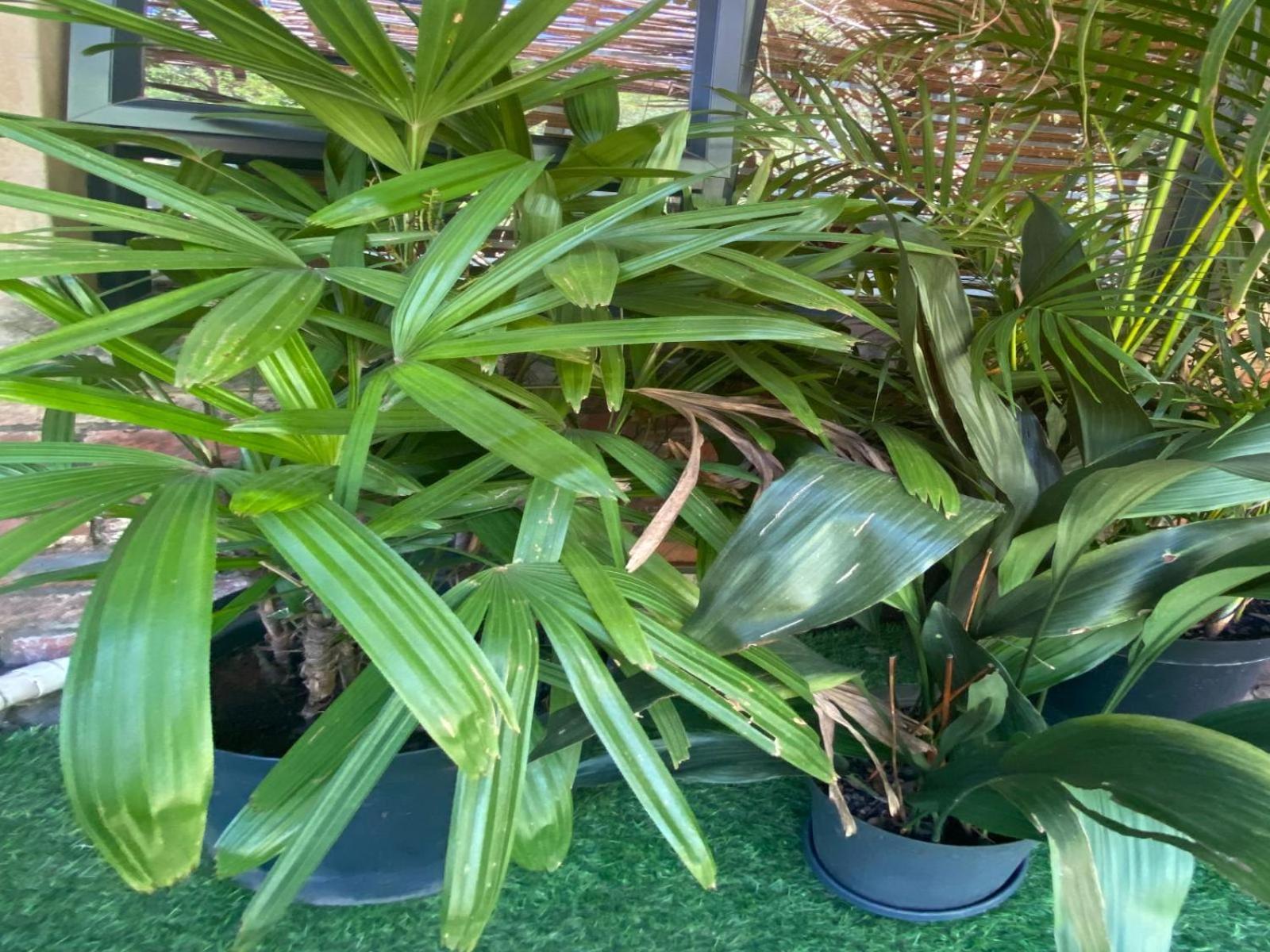 Aloe Guesthouse Klerksdorp Cameră foto